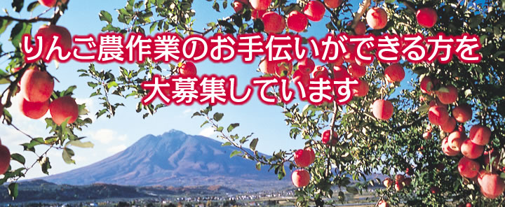 りんご農作業のお手伝いができる方を大募集しています