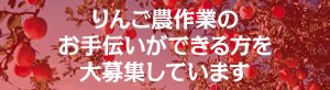 りんご農作業のお手伝いができる方を大募集しています